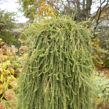 Larício-europeu Puli - Larix decidua