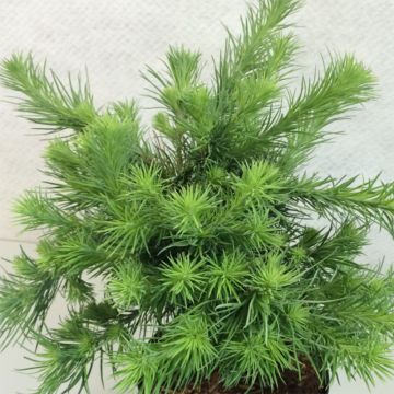 Lariço-do-japão Blue Dwarf - Larix kaempferi