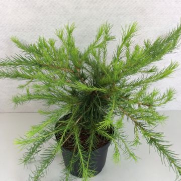 Larix laricina Arethusa Bog - Alerce americano