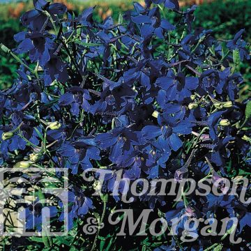 Delphinium Larkspur Gentian Blue em sementes