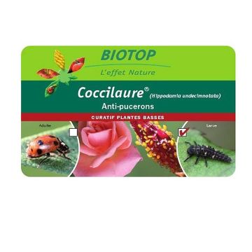 Larvas de joaninhas Coccilaure Biotop contra os pulgões em plantas de porte baixo Larvas de joaninhas Coccilaure Biotop contra os pulgões em plantas de porte baixo
