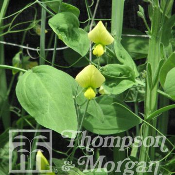 Lathyrus cloranthus Lemonade em sementes
