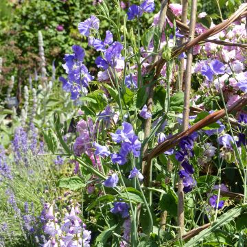 Ervilha de cheiro Capri em sementes