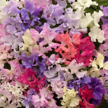 Ervilha de cheiro Fragrantissima em sementes