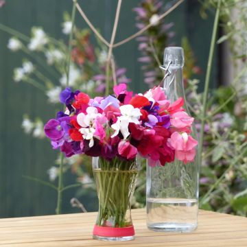 Ervilha de cheiro Royal Mix em sementes