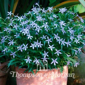 Solenopsis axillaris Avant-Garde Blue F1 Hybrid em sementes