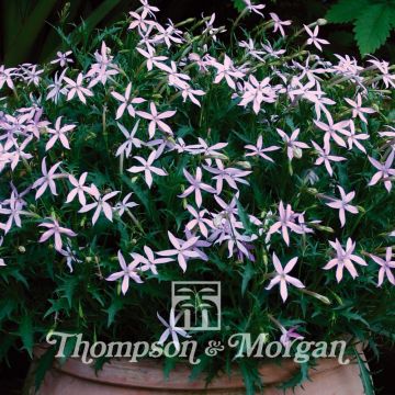 Solenopsis axillaris Avant-Garde Pink Hybride F1 em sementes