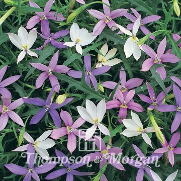 Solenopsis axillaris Stargazer Mixed em sementes