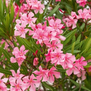Oleandro Margarita - Nerium oleander