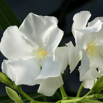 Oleandro Mont Blanc - Nerium oleander