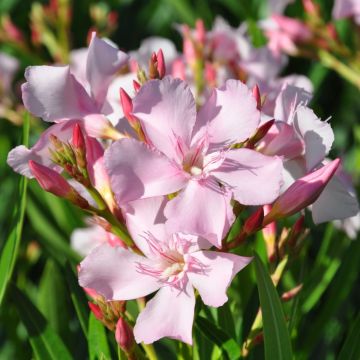 Oleandro Sealy Pink - Nerium oleander