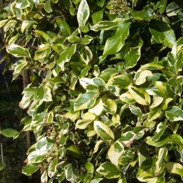 Viburnum tinus Variegatum - Folhado