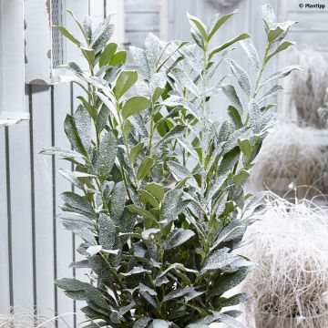 Louro-cereja - Prunus laurocerasus Elly
