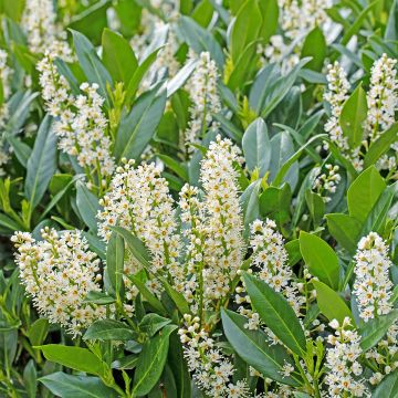 Louro-cereja - Prunus laurocerasus Herbergii