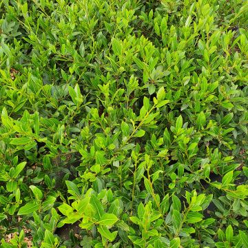 Loureiro Little Laura