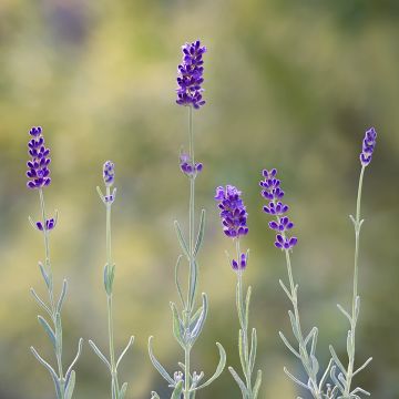 Alfazema Hidcote em sementes - Lavandula angustifolia