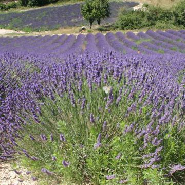 Alfazema verdadeira - Lavandula officinalis