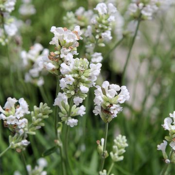 Alfazema Alba - Lavandula angustifolia