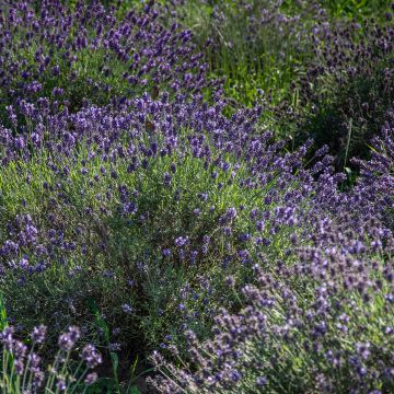 Alfazema Havana - Lavandula angustifolia