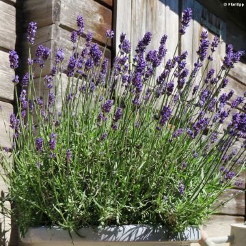 Alfazema Blue Jeans - Lavandula angustifolia