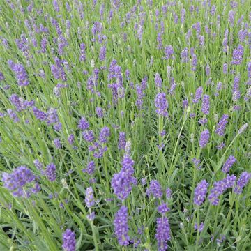 Alfazema Essence Purple - Lavandula angustifolia