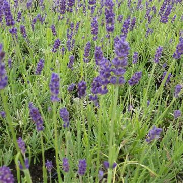 Alfazema Twickel Purple - Lavandula angustifolia