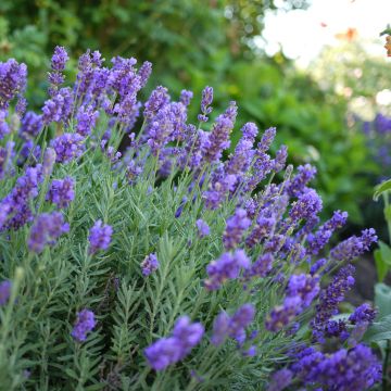 Alfazema Dutch Group - Lavandula intermedia