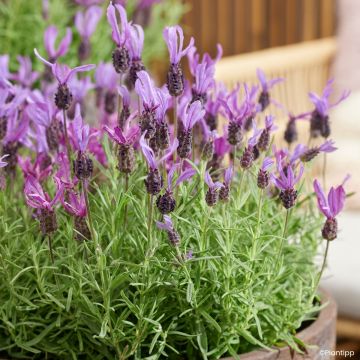 Rosmaninho Bella Toscane - Lavandula stoechas