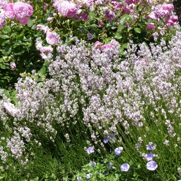 Alfazema Rosea - Lavandula angustifolia