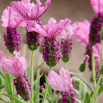 Rosmaninho The Princess