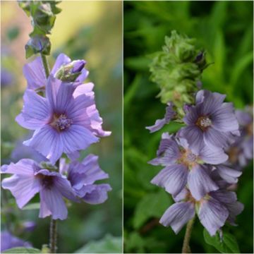 Malva arbórea Blue Bird