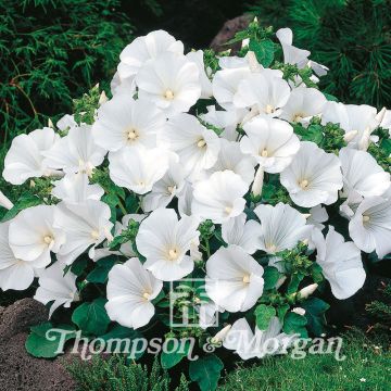 Malva rosa Twins Cool White em sementes
