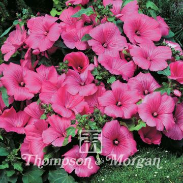 Malva rosa Twins Hot Pink em sementes