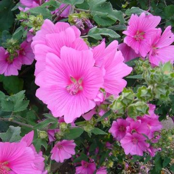 Malva arbórea Burgundy Wine