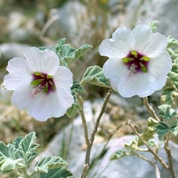 Lavatera maritima