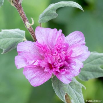 Lavatera Princess Pink - Malva-arbustiva