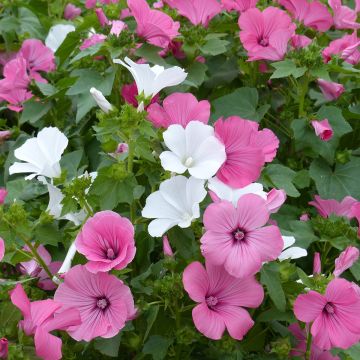 Malva rosa Loveliness em sementes