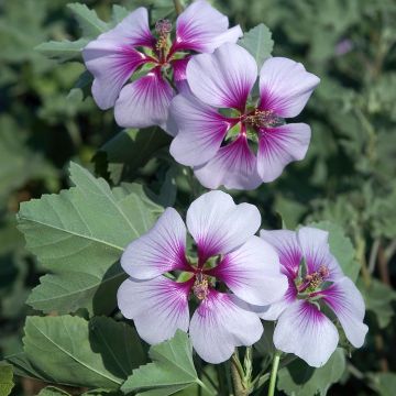 Lavatera maritima Bicolor