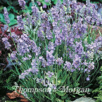 Sementes de Alfazema Ellagance Sky