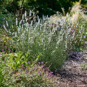 Alfazema intermedia Exceptional - Lavandula intermedia