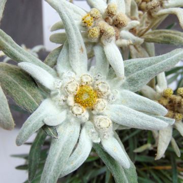 Leontopodium alpinum Blossom of Snow