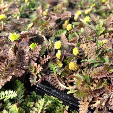 Leptinella squalida