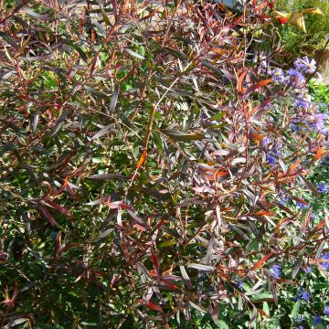 Leptospermum macrocarpum Copper Sheen