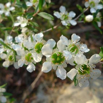 Leptospermum × lanigerum Karo Silver Ice