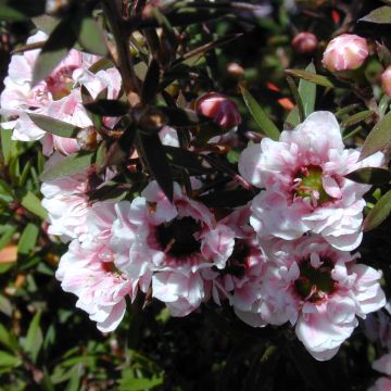Leptospermum scoparium Apple Blossom