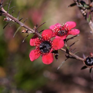 Leptospermum scoparium Nanum Kiwi