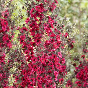 Leptospermum scoparium Red Damask Leptospermum scoparium Red Damask