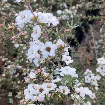 Leptospermum scoparium Snow Flurry Leptospermum scoparium Snow Flurry
