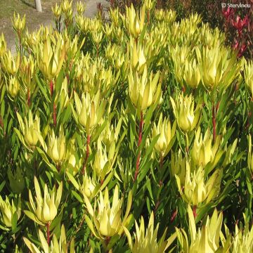 Leucadendron laureolum × salignum Inca Gold