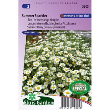 Leucanthemum pallens Summer Sparkler em sementes